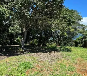 Mature mango and citrus trees on the lot, adding natural beauty and potential for a small orchard.