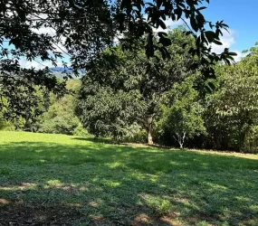 Mature mango and citrus trees on the lot, adding natural beauty and potential for a small orchard.