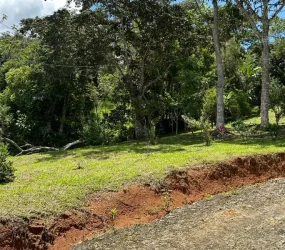 Fruit trees of the property